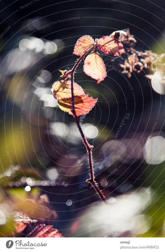 OO Environment Nature Plant Autumn Bushes Leaf Natural Red Colour photo Exterior shot Close-up Deserted Day Shallow depth of field