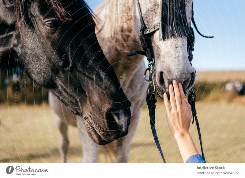Hand stroking beautiful horse hand touching woman caress together anonymous animal young equine nature friend leisure romantic land lifestyle countryside