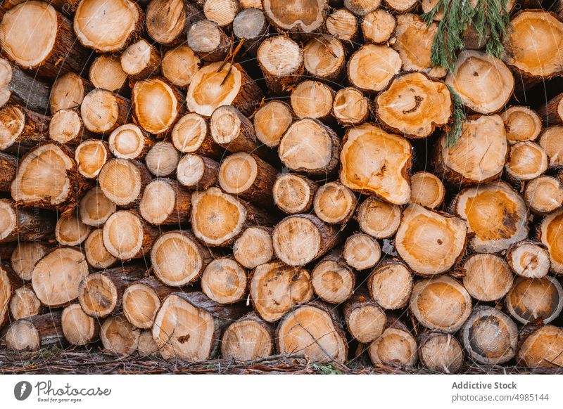 Background of cut logs wood tree background texture wooden pattern circle stump nature design timber pile forestry lumber natural wall abstract woods old brown