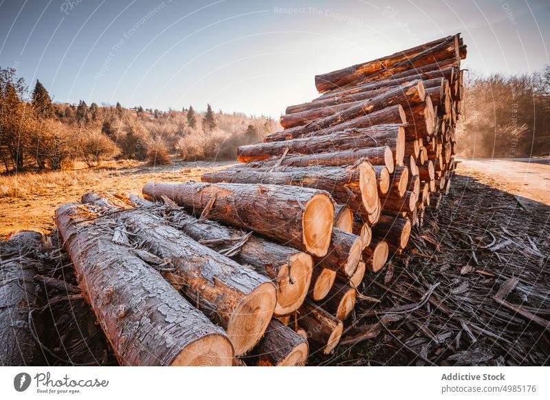 Stack Of Tree Logs In An Empty Barn France High-Res Stock Photo - Getty  Images