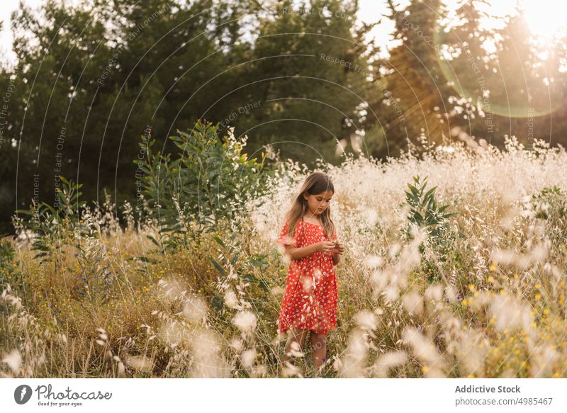 Little girl walking in field on sunny day run summer nature excitement flower energy childhood adorable holiday natural lifestyle pick beauty motion bright