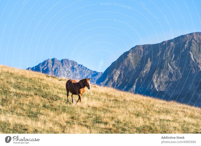 Horse grazing in picturesque mountainous valley highland horse pasture spectacular graze rural scenic countryside grassy scenery farm pyrenees spain animal