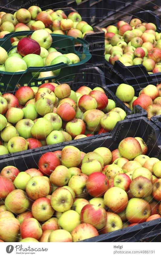 Apple harvest - many freshly harvested apples are ready in boxes for juicing Many Mature Delicious salubriously Autumn Fruit crates sorted Food Harvest
