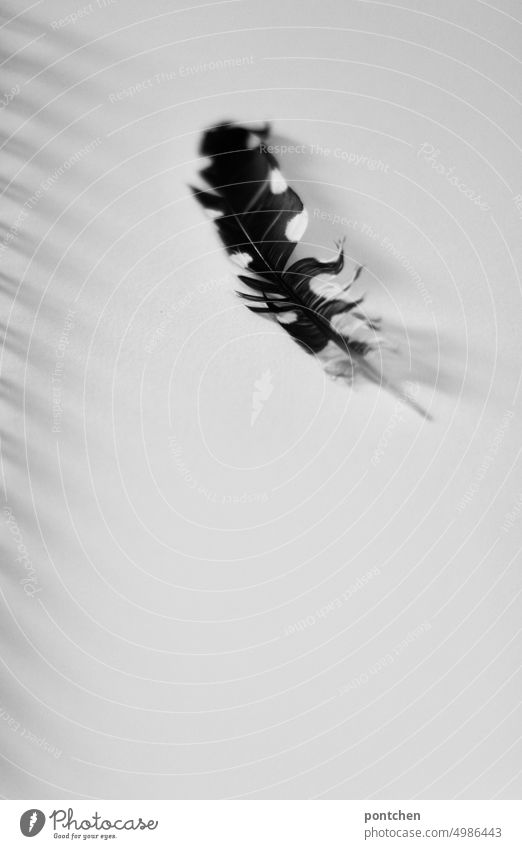A black and white, spotted, feather lies on a white sheet of paper Feather Nature Paper White Close-up black-white tie Black & white photo