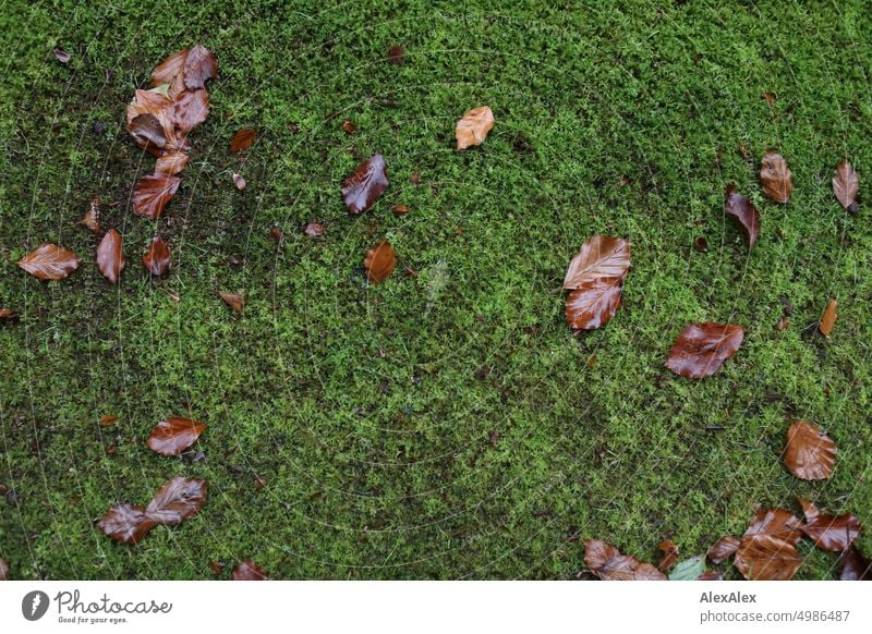 HH Tour Unnamed Road | brown leaves on soft green moss foliage Leaves Moss plants Green Lawn Meadow Autumn fencing Humidity Nature Autumn leaves Autumnal Grass