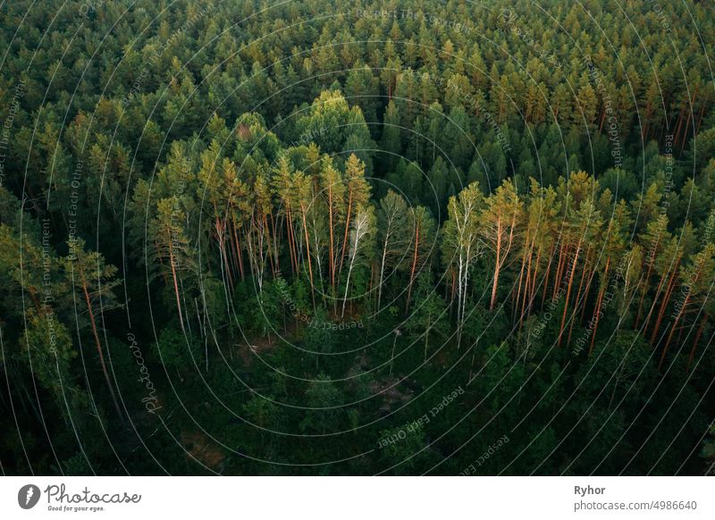 Aerial View Of Green Forest Landscape. Top View From High Attitude In Summer Evening. Drone View. Bird's Eye View abstract aerial aerial view attitude beautiful