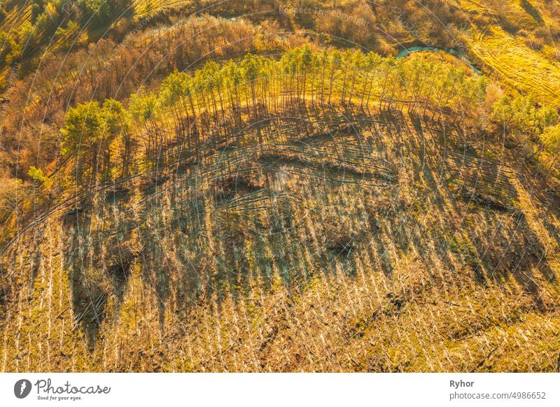 Aerial View Green Forest In Deforestation Area Landscape. Top View Of Shadows From Woods Trunks. Growing Forest. European Nature From High Attitude In Autumn Season. Drone View. Bird's Eye View
