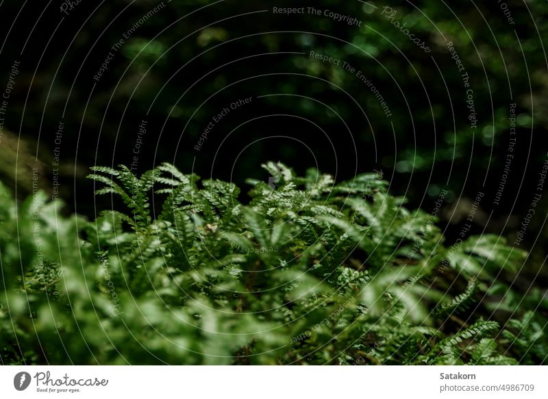 The fine and delicate leaves of the Spike Moss fern spike leaf fresh green nature plant garden background selaginella pattern outdoor texture environment