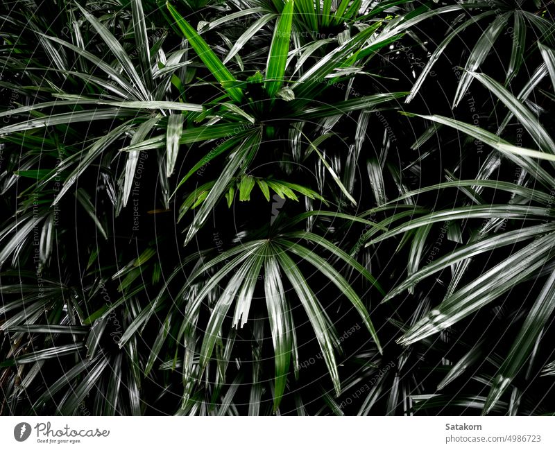 Freshness palm leaves surface in dark tone as rife forest background green leaf nature pattern plant floral tropical freshness fertile plantation delicate