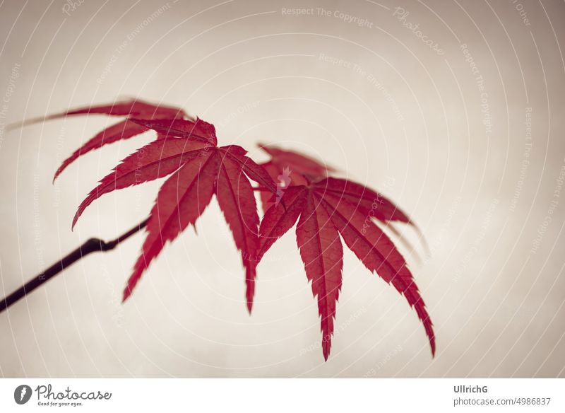 Close-up of a cluster of leaves of a bonsai of the Japanese Maple, Acer palmatum Deshojo. maple Japanese maple leaf bunch close-up organic plant detail section