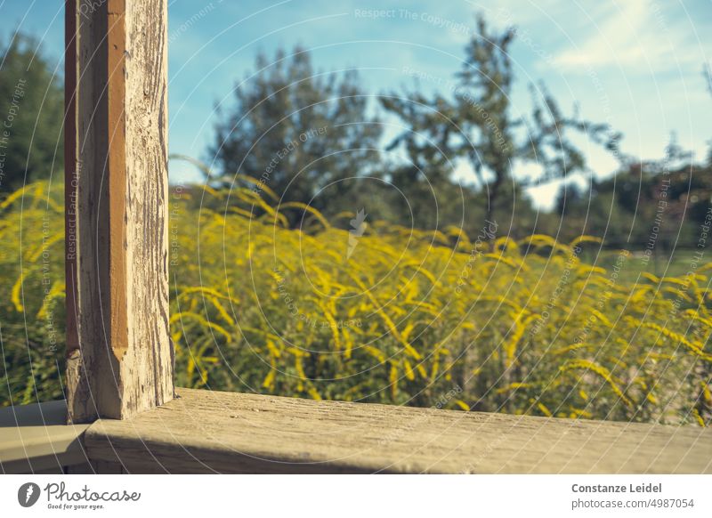 View through an old weathered wooden frame to a field with goldenrod and trees in the background, Goldenrod Wood Weathered Paintwork Yellow Old Flake off