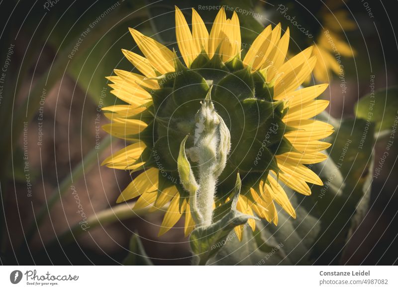 Back of a sunflower Sunflower Yellow Flower Summer Blossom Blossoming pretty Plant Nature petals Agricultural crop Sunlight Growth Beautiful weather Green