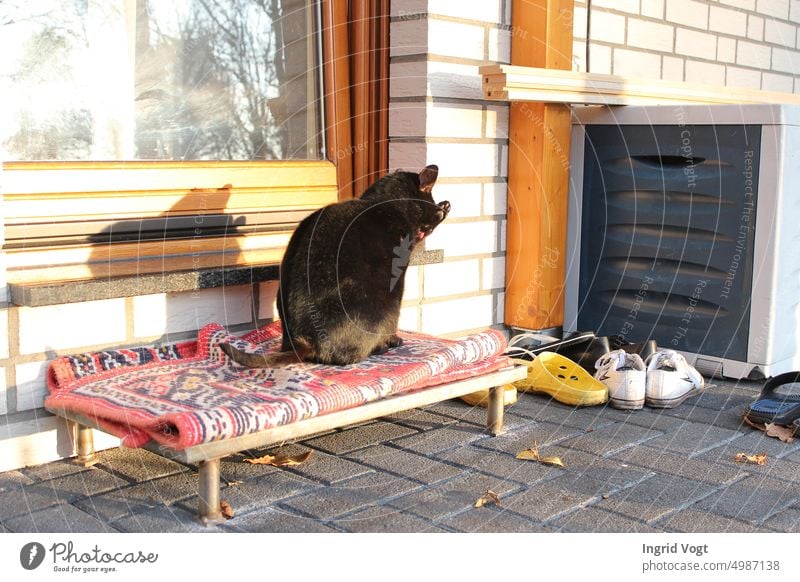 Cat sits in the sun on the terrace and cleans his paw Black cat Pelt hangover Pet Carpet Terrace havoc out Sun Footwear
