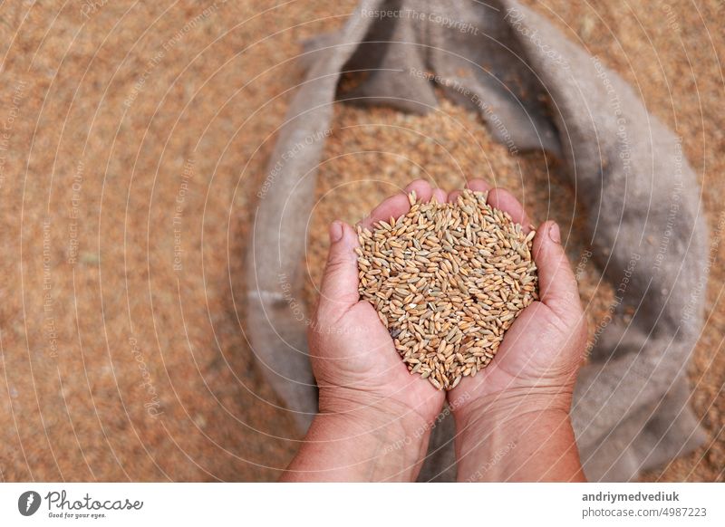 Wheat grains in a hand after good harvest of successful farmer. Hands of farmer puring and sifting wheat grains in a jute sack. agriculture concept. Business man checks the quality of wheat.