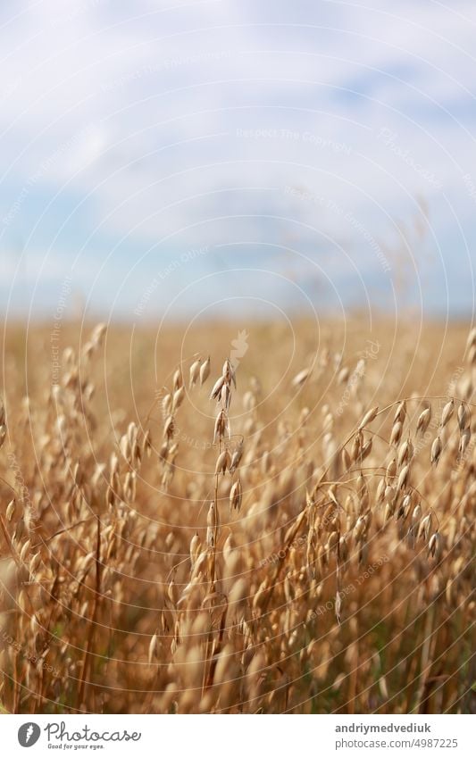 Close-up of ripe golden ears rye, oat or wheat swaying in the light wind on sky background in field. The concept of agriculture. The wheat field is ready for harvesting. The world food crisis.