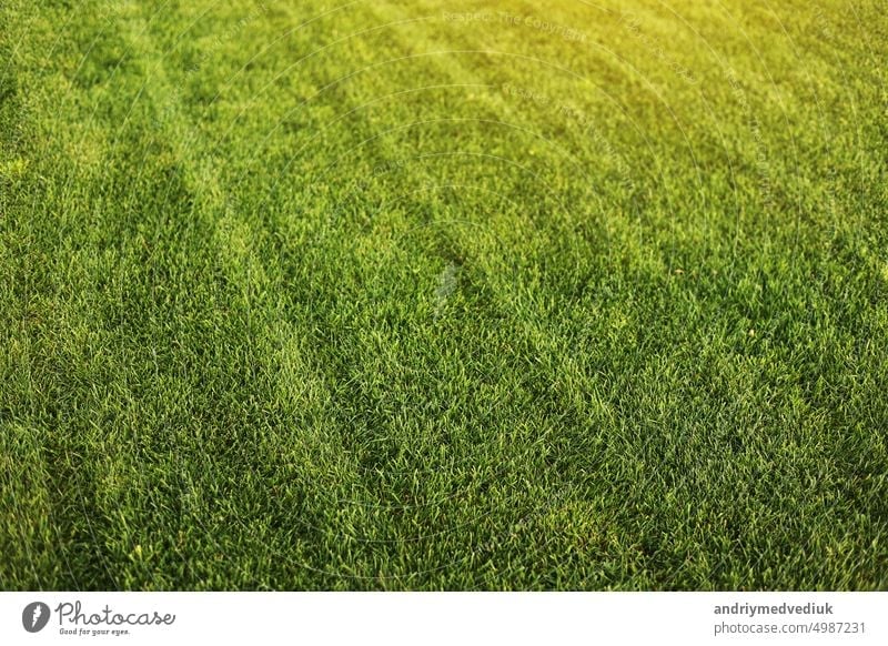 Green grass close-up. cut green juicy lawn. Alpine meadow densely overgrown with grass. Field of grass in perspective closeup fresh ecology field garden