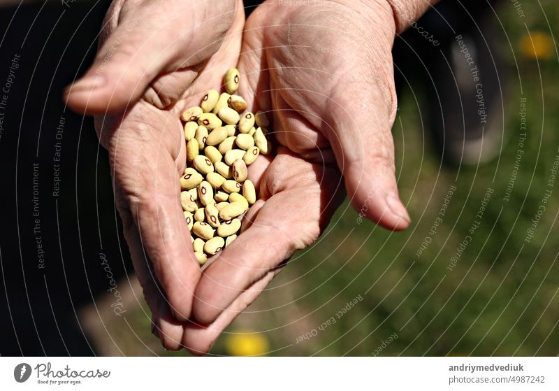 Female hand holding and dropping down grains of kidney beans. Organic food background of ripe beans. farmer harvest cereal plant, industrial agriculture.