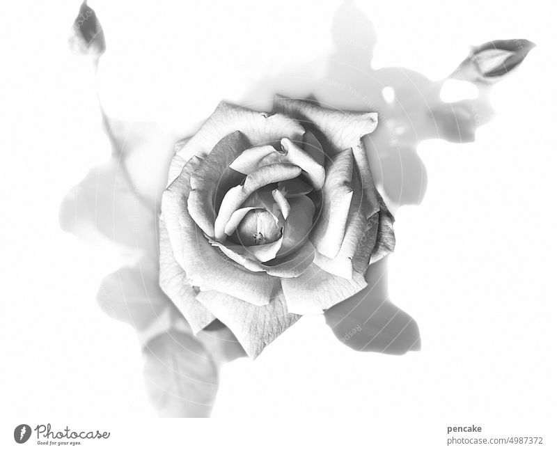 gray in gray | rose pink Gray Flower Blossom romantic Close-up Romance Summer blossom Rose blossom