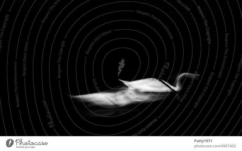 Swan in abstract motion blurred ICM technique ICM technology Mysterious abstract photography Mystic Black & white photo hazy Abstract Bird Animal blurriness