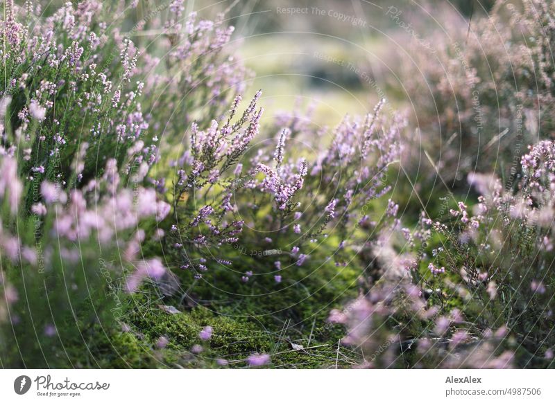Close up of heather in the middle of grass and moss - nature photo herbaceous heather blossom Grass Moss plants Nature Close-up purple Shriveled Green Yellow