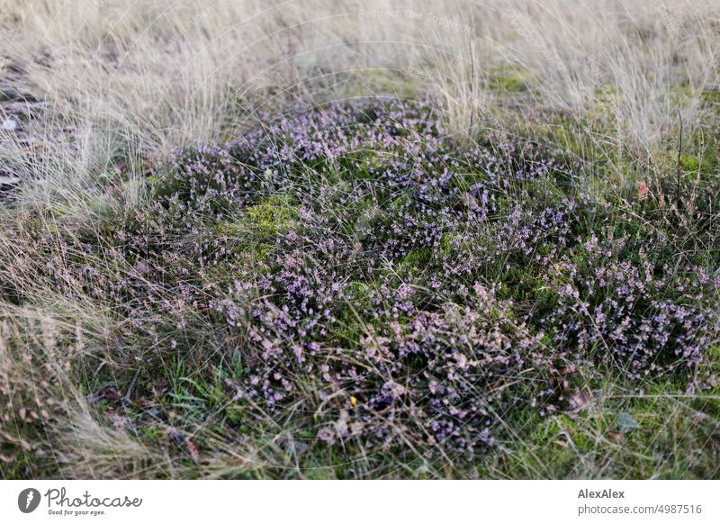 Close up of heather in the middle of grass and moss - nature photo herbaceous heather blossom Grass Moss plants Nature Close-up purple Shriveled Green Yellow