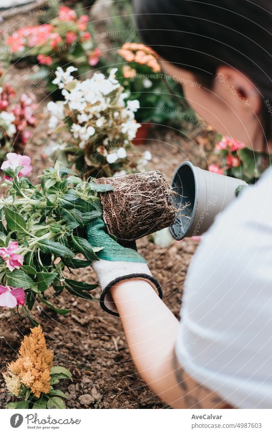 Close up hand planting a new plant on the garden while using working gloves. person care close up growing sand dirt earth eco finger growth horizontal human