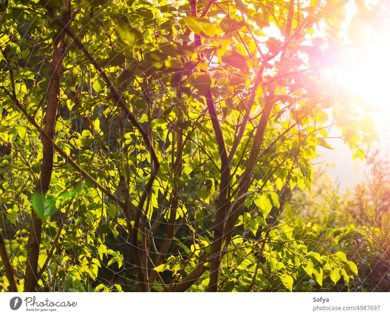 Background with green trees at sunset nature forest garden golden hour background leaf light direct natural backdrop outdoors summer spring branch plant