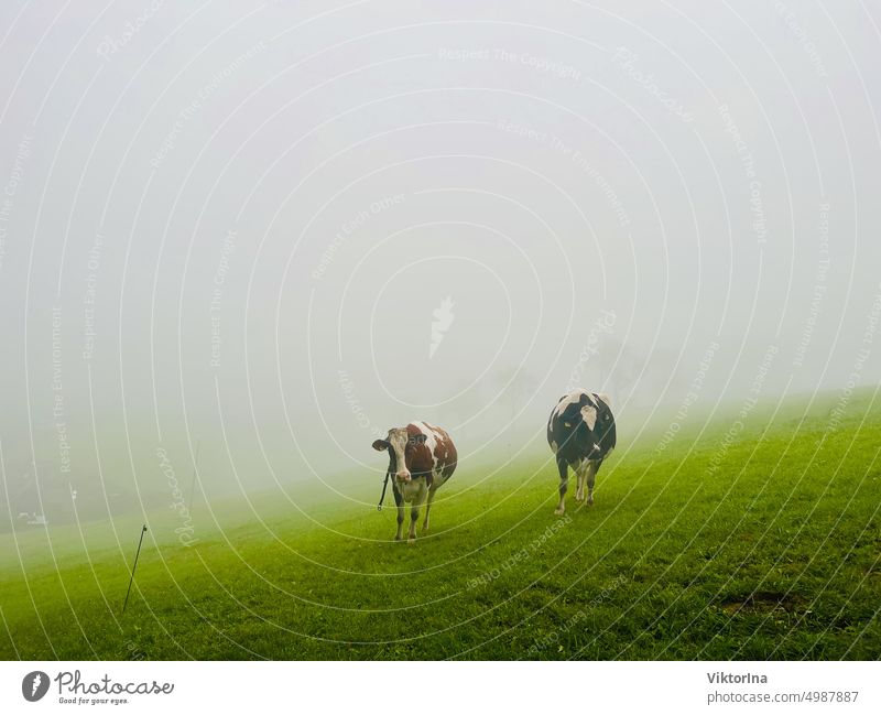 Two cows in the fog Meadow Cow Willow tree Animal Nature Grass Sky Green Agriculture Animal portrait Country life Autumn October November Cattle naturally Fog