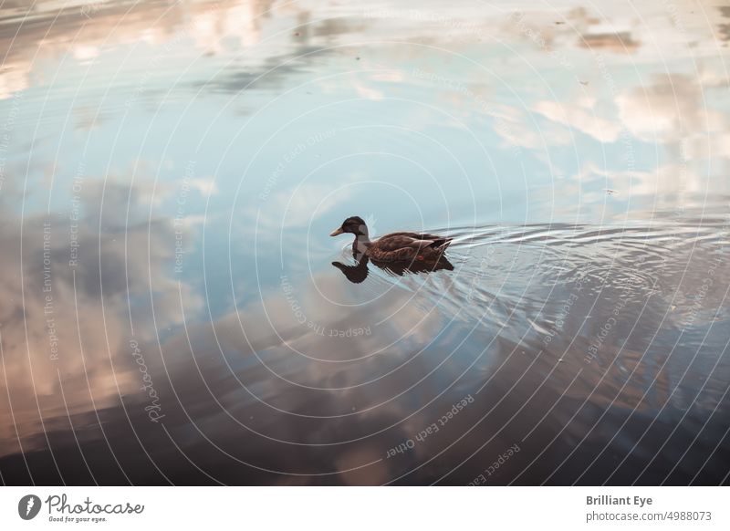 single duck swimming on reflecting pond Blue Floating Swimming Scene Clouds Sky Waves bank view naturally Water background Lake Pond Surface of water Calm