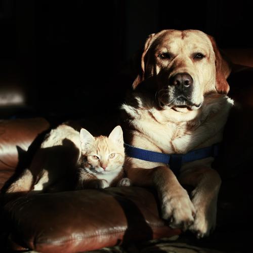 Asynchrone Freundschaft - Hund und Katze sitzen nebeneinander auf einer Sessellehne und schauen in der Abendsonne in die Kamera Kater Labrador blonder Labrador