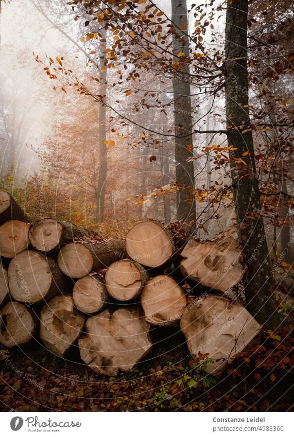 Misty mood in autumn forest with sawed off logs Autumn Autumnal autumn mood foliage Autumn leaves Seasons Tree Forest autumn colours Early fall Sustainability