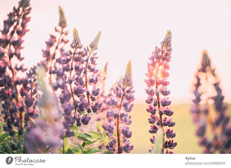 Bush Of Wild Flowers Lupine In Summer Field Meadow At Sunset Sunrise. Lupinus, Commonly Known As Lupin Or Lupine, Is A Genus Of Flowering Plants In The Legume Family, Fabaceae