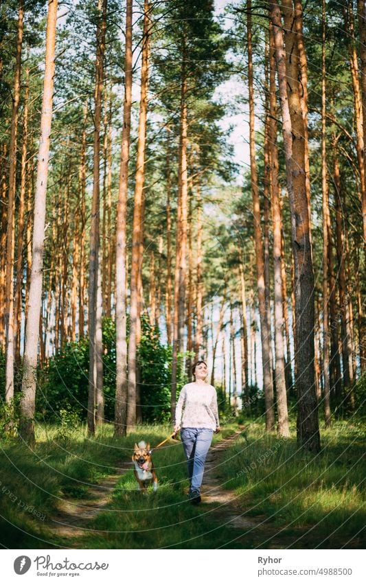 Active Young Adult Caucasian Woman Walking With Pet Dog In Summer Green Forest. Active Healthy Lifestyle On Nature active animal authentic beautiful caucasian