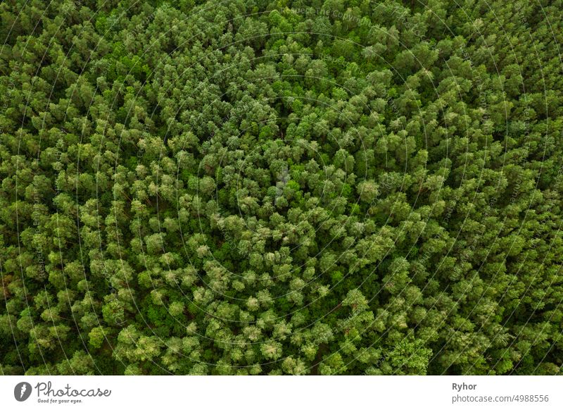 Aerial View Of Green Forest Landscape. Top View From High Attitude In Summer Evening. Natural Backdrop Background Of Deciduous Forest. Drone View. Bird's Eye View