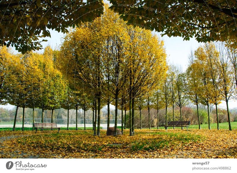 city autumn Plant Autumn Beautiful weather Tree Park River bank Magdeburg Germany Saxony-Anhalt Europe Town Deserted Places Multicoloured Yellow Nature Symmetry