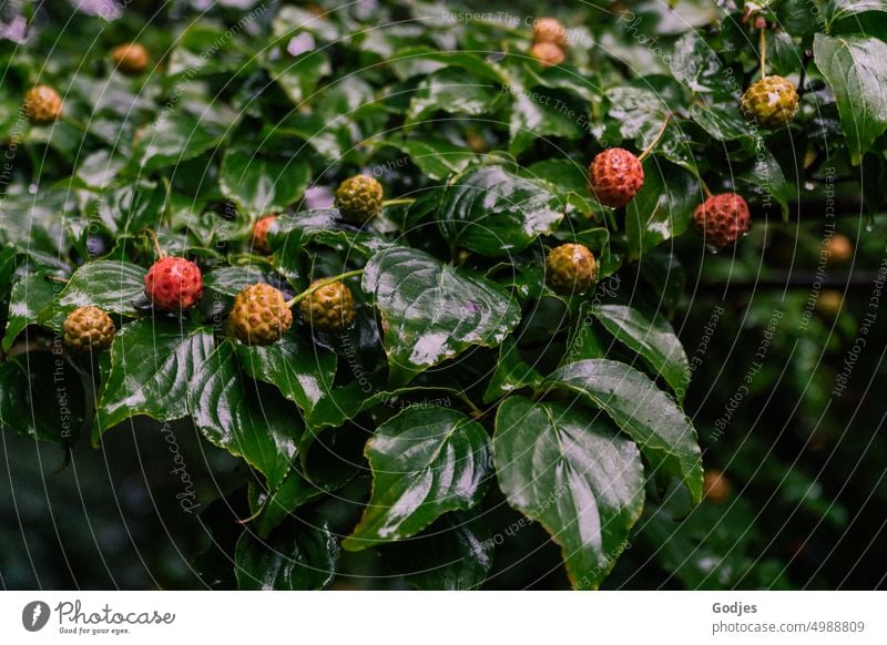 [HH Unnamed Road] Unripe red fruits on green leaves of white fountain. Tree Dogwood Chinese Plant Botany Nature Close-up Leaf Green Fruit Mature Fresh Organic