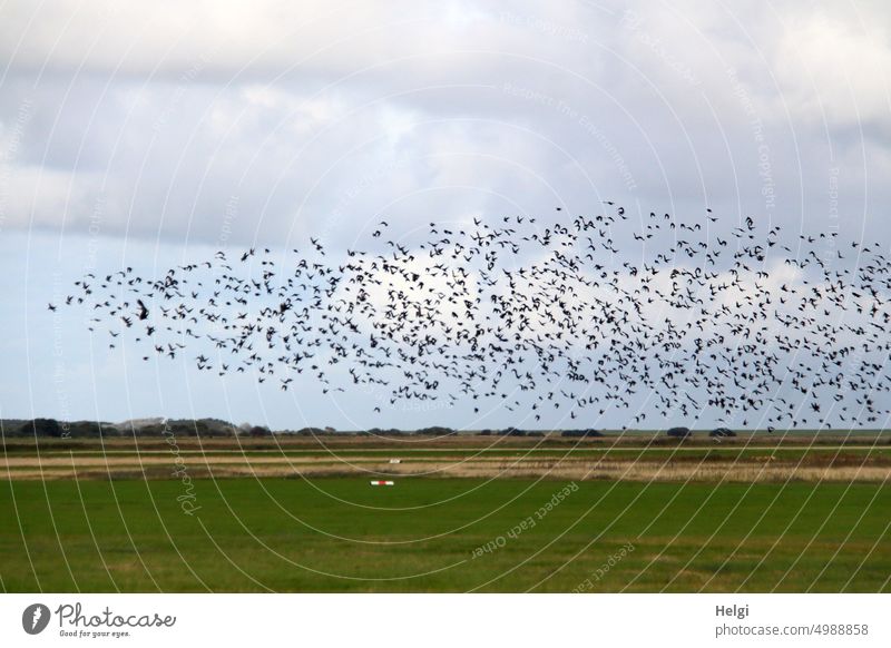 a big flock of birds flies over a meadow against cloudy sky Flock of birds Many Meadow Sky Clouds Flying late summer Bird Freedom Nature Flight of the birds