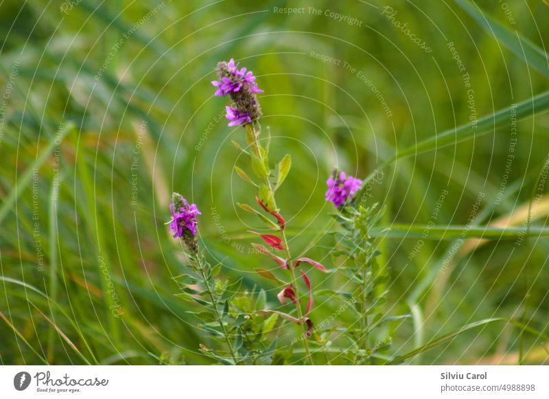 Closeup of purple loosestrife flowers with wild green blurred background flora closeup natural plant field blossom floral macro summer beautiful vegetation