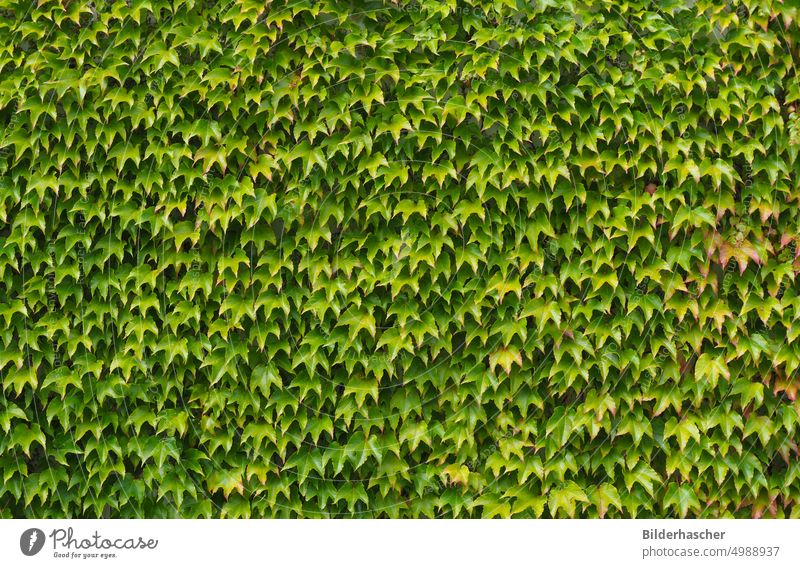Wilder Wein an Hausfassade wilder wein kletterpflanze ranke jungfernrebe parthenocissus tricuspidata dreispitzige jungfernrebe fassadenbegrünung weinblätter