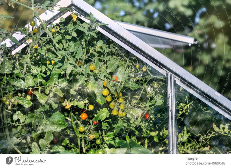Cheeky tomato bushes grow out of a greenhouse Greenhouse Plant Growth Gardening Food Fresh Nature Harvest Healthy Vegetable reap Organic Nutrition tomatoes