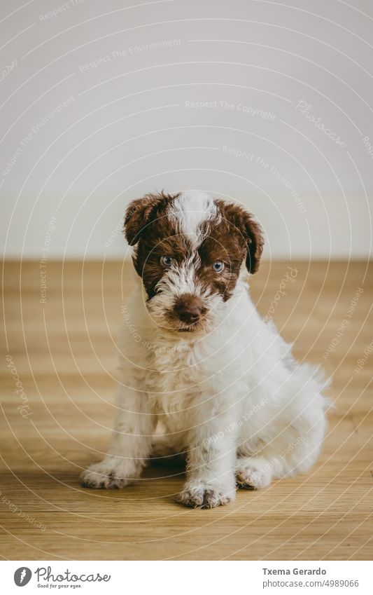 Fox Terrier puppy sitting on a wooden floor terrier pet teddy dog furry indoors mammal purebred canine doggy pedigree apartment vertical fox terrier