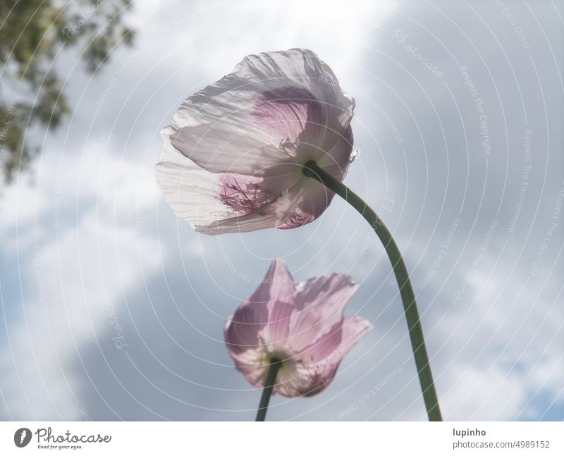 purple white poppies swaying in the wind, against gray blue sky White grey-blue Sky poppy blossoms Wind Weigh Spring Clouds transparent Seasons Nature Garden