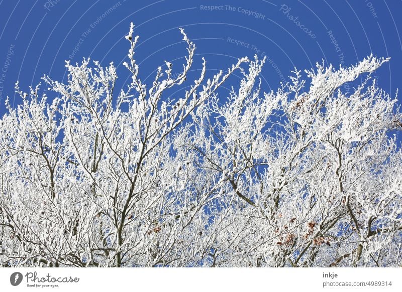 Branches in winter Winter mood chill branches Tree hoar frost snow-covered Blue White Deserted Frost Snow Winter's day winter landscape Weather Seasons snowy