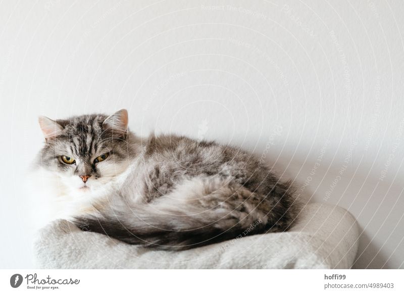 the cat lying on a blanket looks slightly annoyed into the camera Cat Domestic cat Looking into the camera Cat's ears Eyes Cat eyes Animal Pelt Animal face