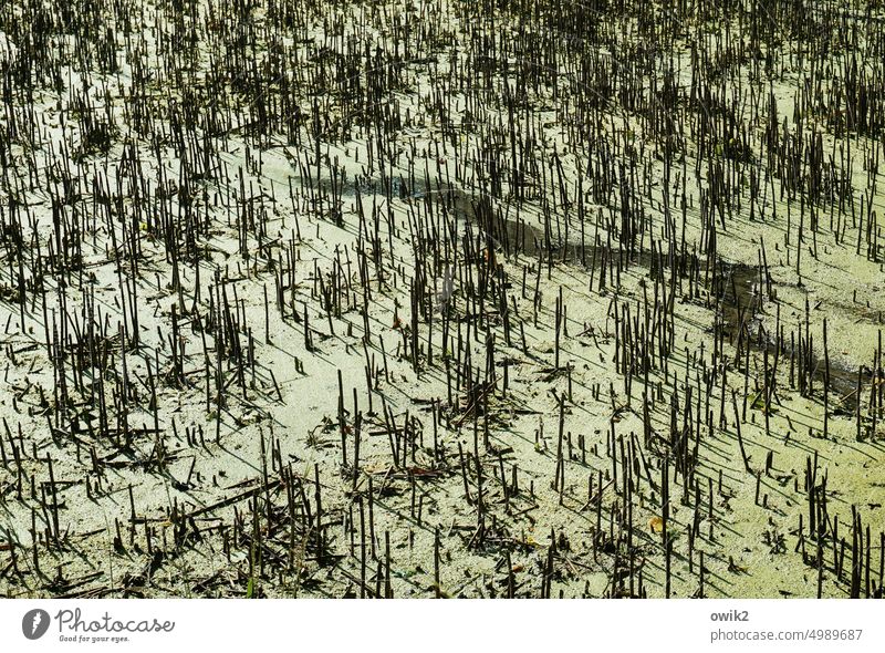 tundra Lakeside Dry plants stems stalks Tousled undergrowth Sand Marsh Deserted Exterior shot Nature Green Bog Landscape coast Colour photo Water Runlet Pond