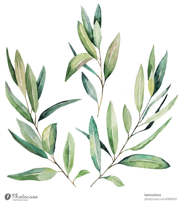 Watercolor olive twigs with green leaves, isolated illustration for wedding and party design Botanical Decoration Element Foliage Hand drawn Holiday Isolated