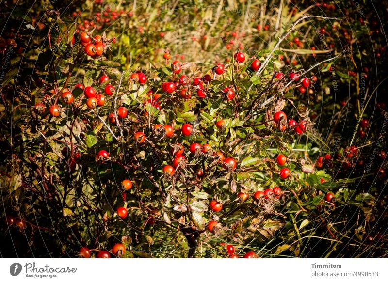 Berries in Denmark Berry bushes Nature Plant Bushes Deserted Red Fruit Exterior shot Close-up Autumn