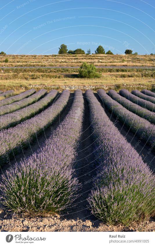 A lavender field in bloom on a sunny day purple lonely no people production sunbeam sunrise vibrant violet landscaped iconic horizontal harvesting photography