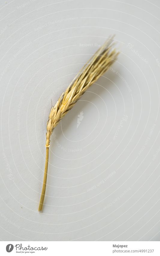 Close up of a wheat spike with white background golden organic healthy raw natural isolated agriculture bread cereal copy space dry flat lay food grain harvest
