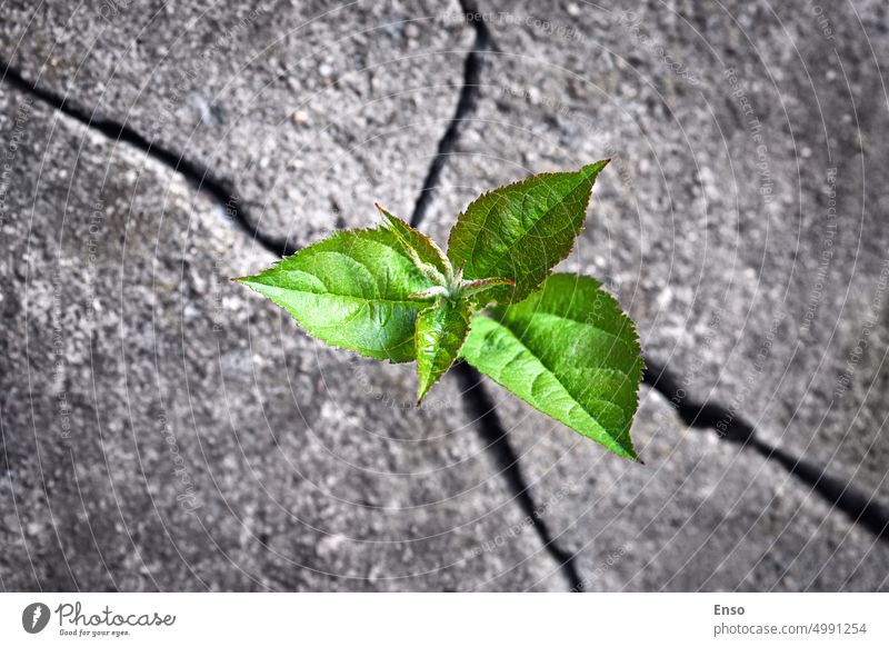 Small tree sprouted from the rock, new life, hope, resilience, green plant growing in stone seedling sprouting nature background concept vitality survival